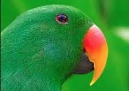 Twitter-EventParrot